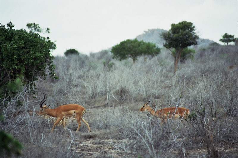 kenya_0010_2.jpg