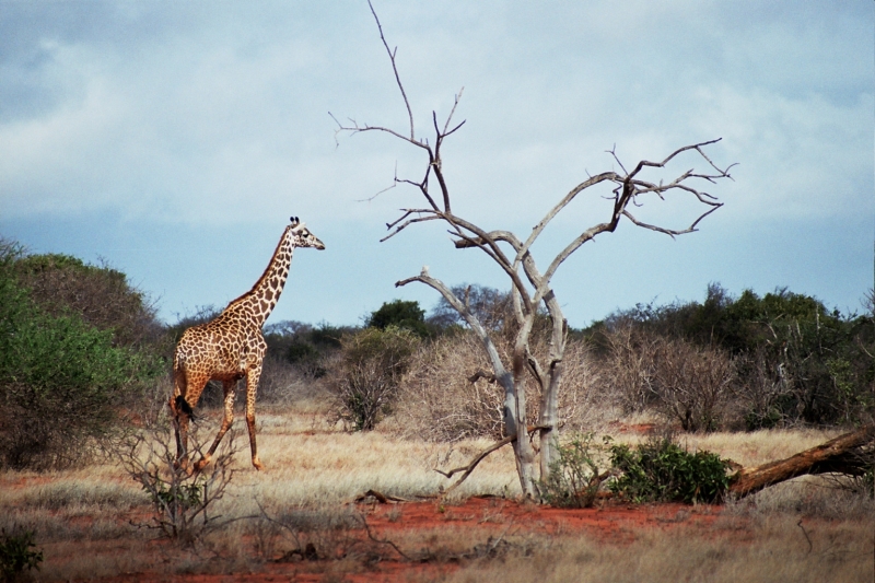 kenya_0020_11.jpg