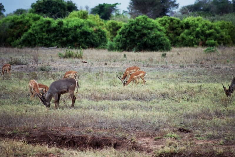 kenya_0042_40.jpg