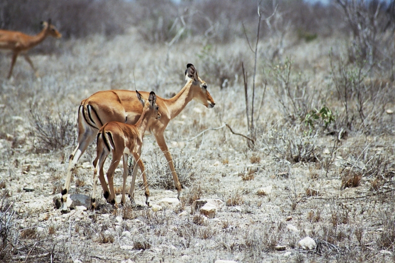 kenya_0059_53.jpg
