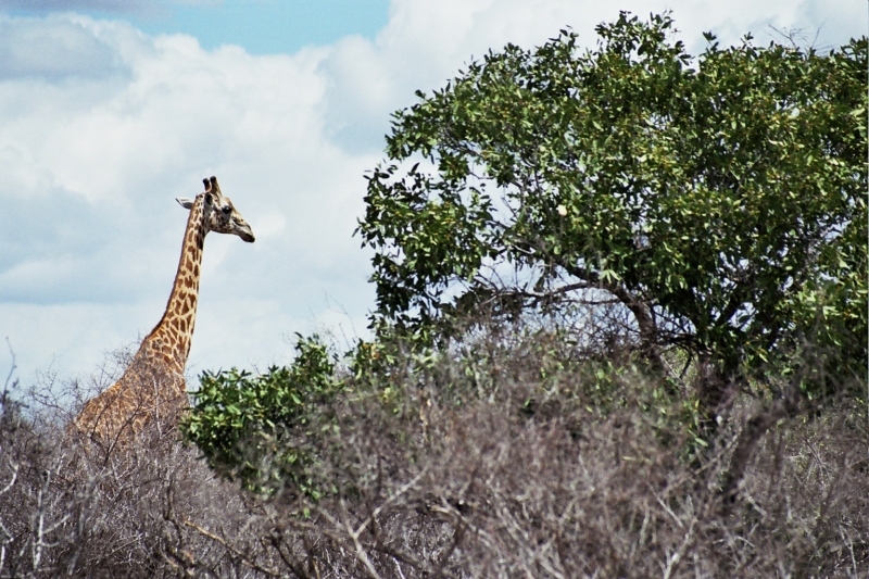 kenya_0064_58.jpg